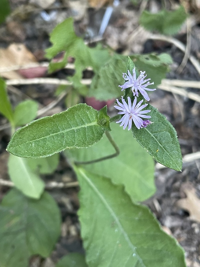 Carolina Elephantsfoot