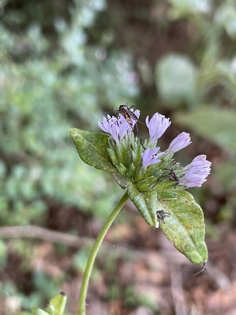 Carolina Elephantsfoot photo 4
