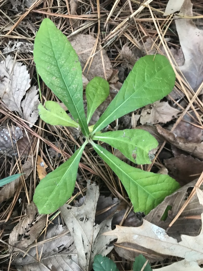 Carolina Elephantsfoot photo 6