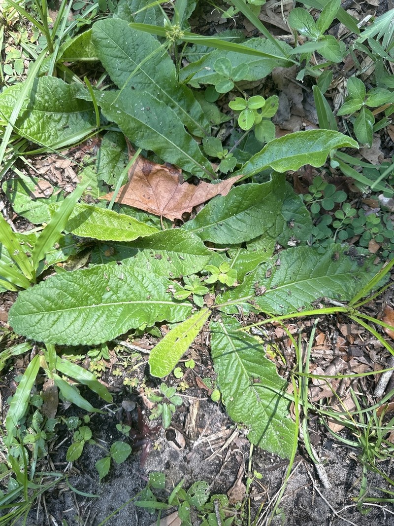 Tall Elephantsfoot photo 3