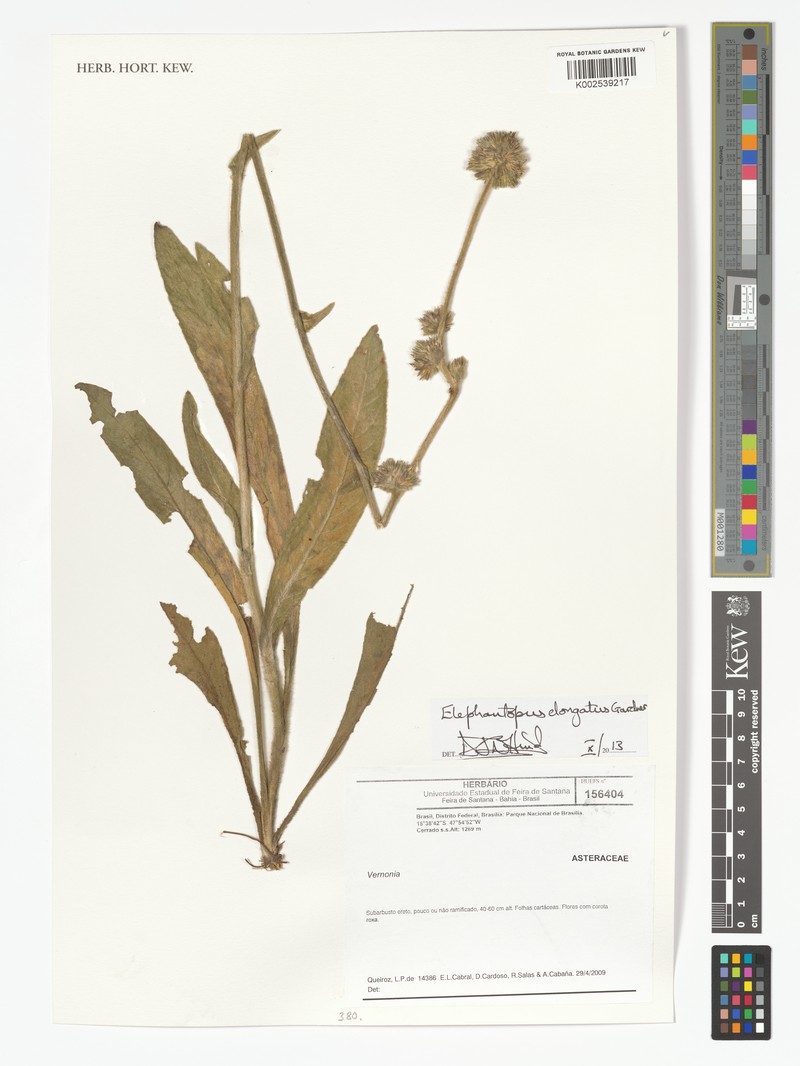 Elephantopus elongatus
