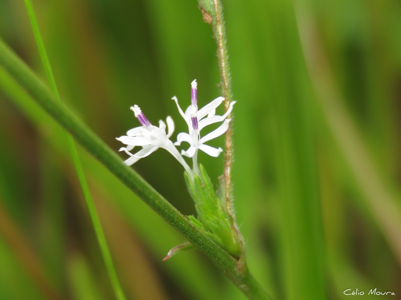 Elephantopus hirtiflorus