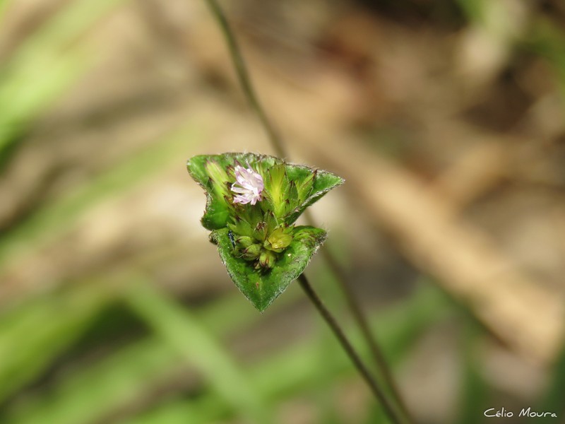 Elephantopus hirtiflorus photo 2