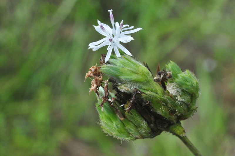 Elephantopus hirtiflorus photo 3