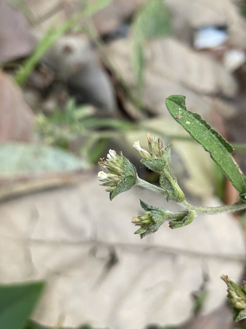 Elephantopus hirtiflorus photo 4