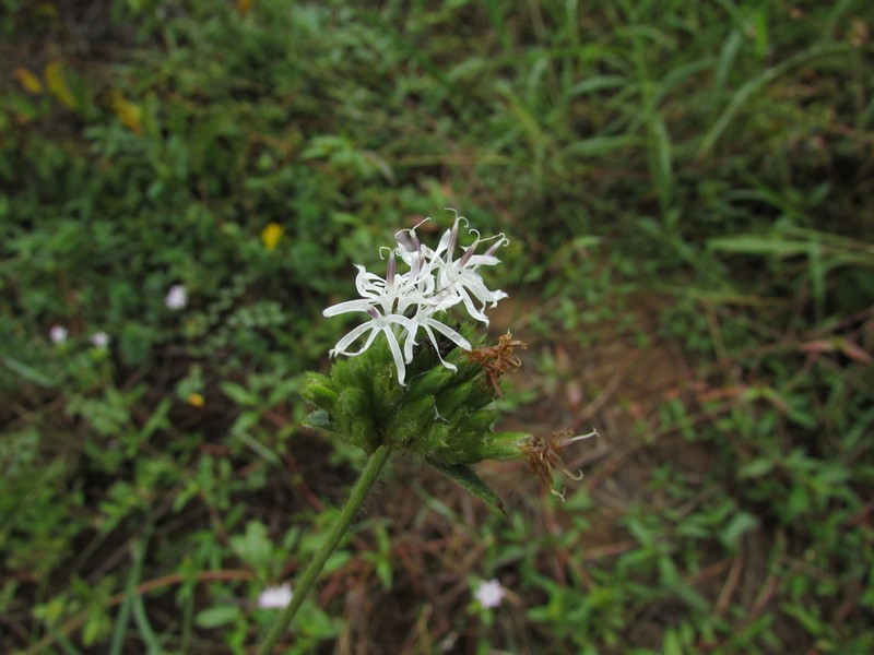 Elephantopus hirtiflorus photo 5