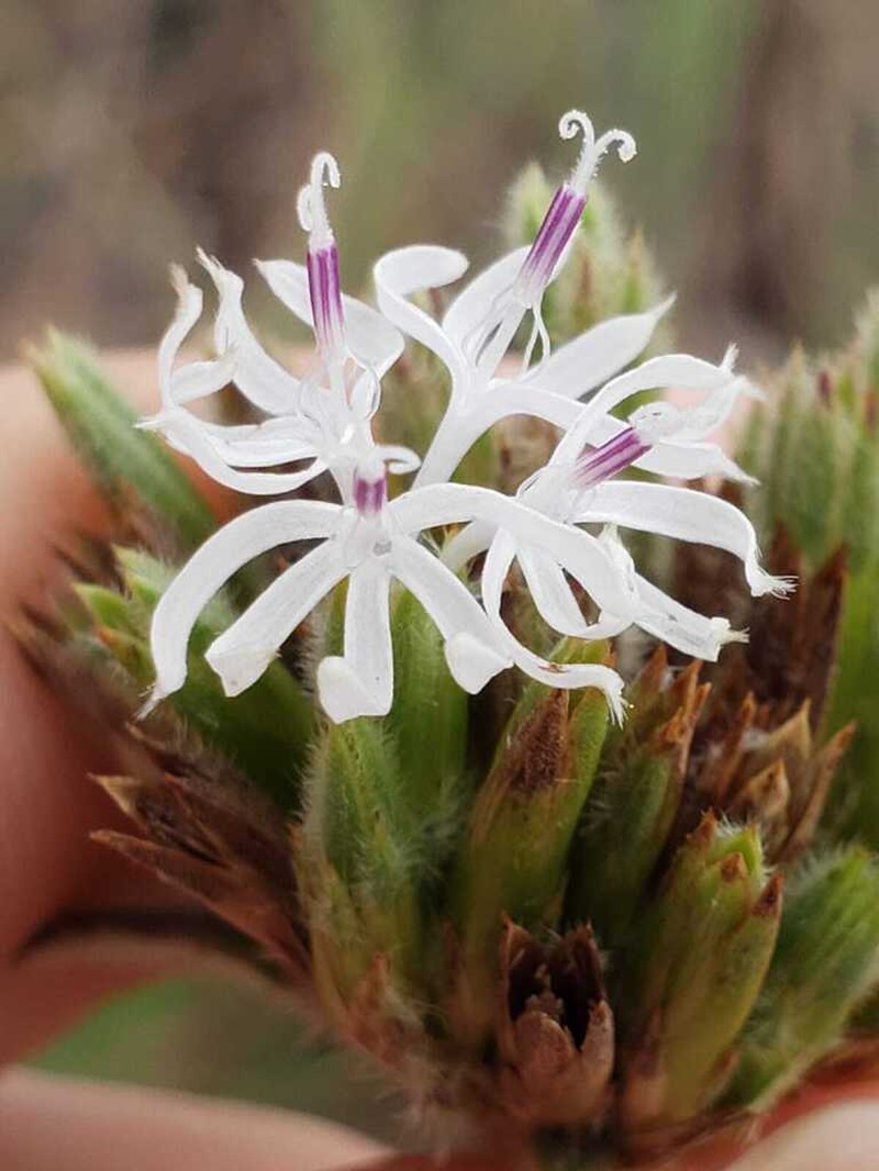 Elephantopus hirtiflorus photo 6