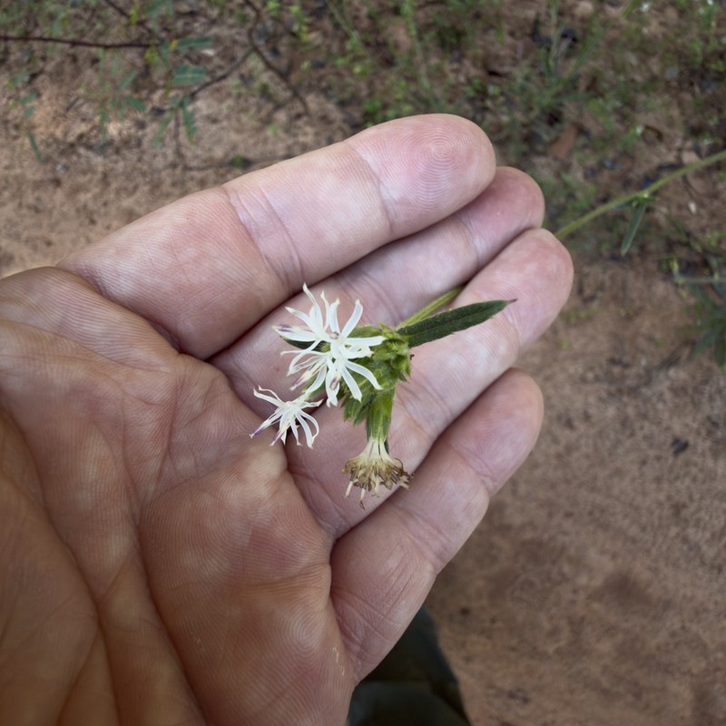 Elephantopus hirtiflorus photo 7