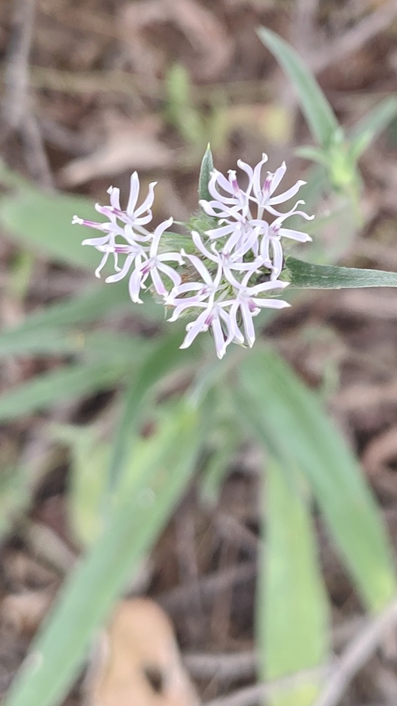 Elephantopus hirtiflorus photo 8