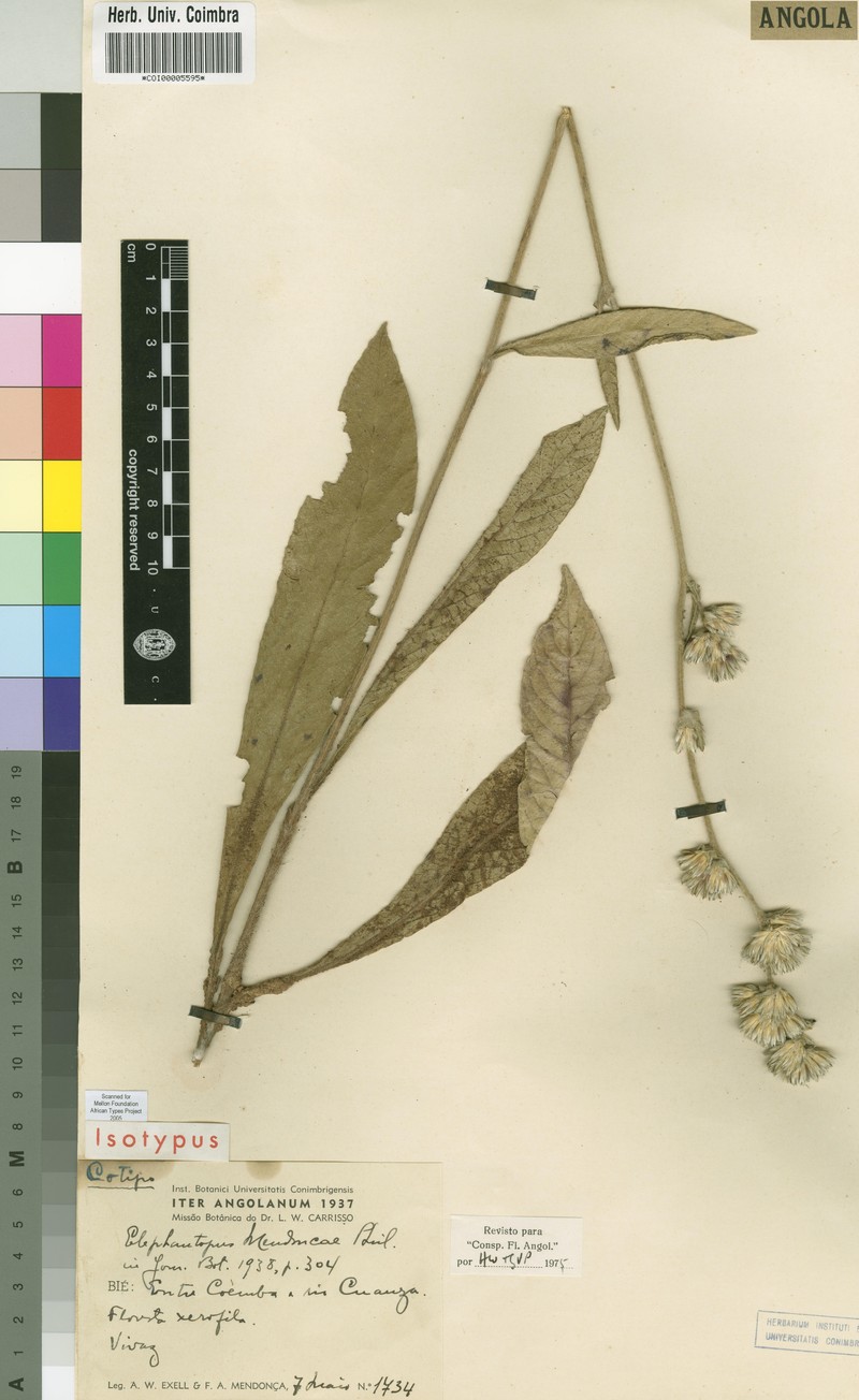 Elephantopus mendoncae