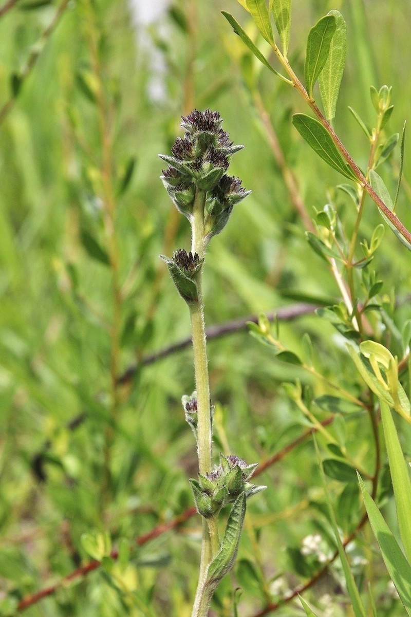 Elephantopus micropappus