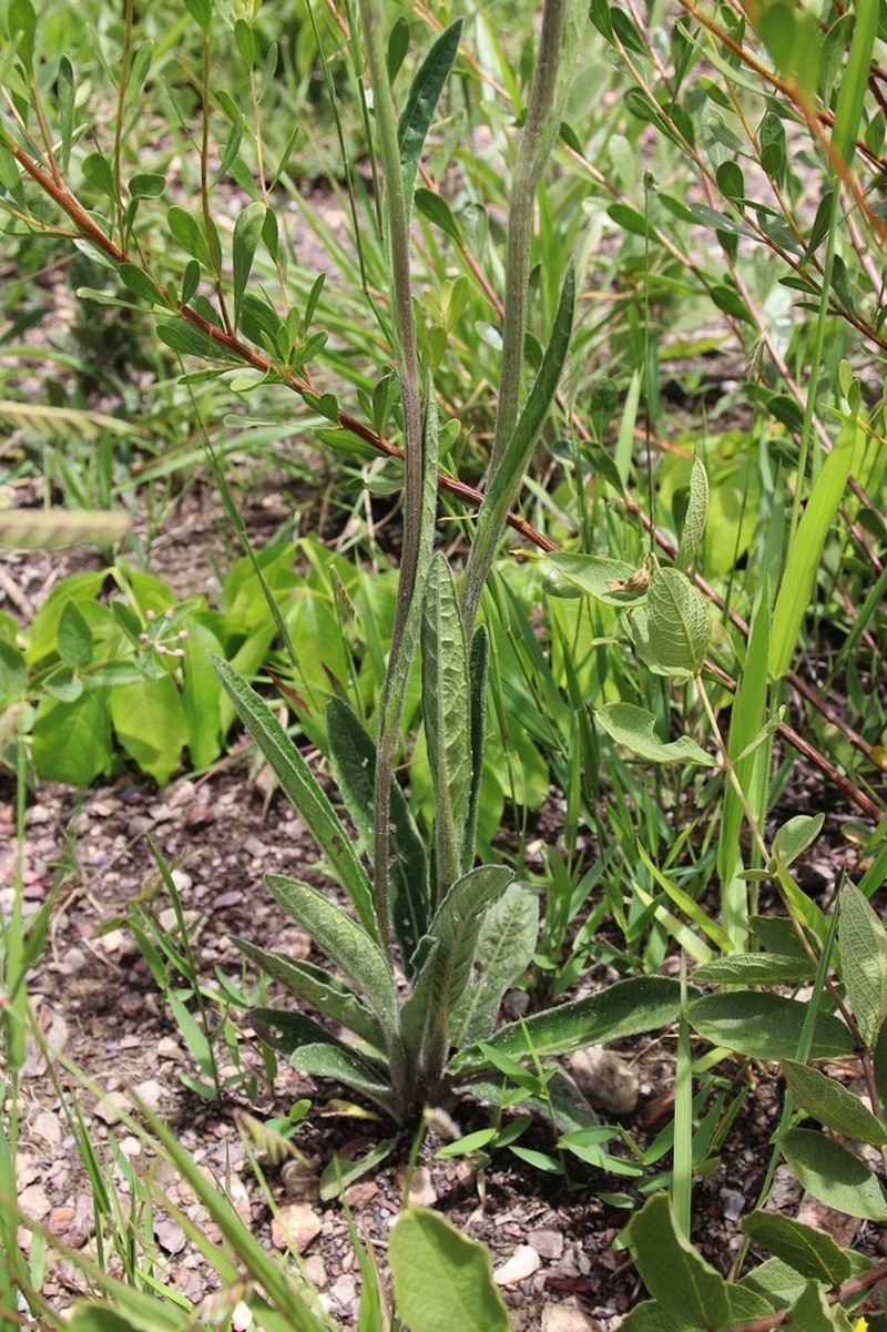 Elephantopus micropappus photo 2