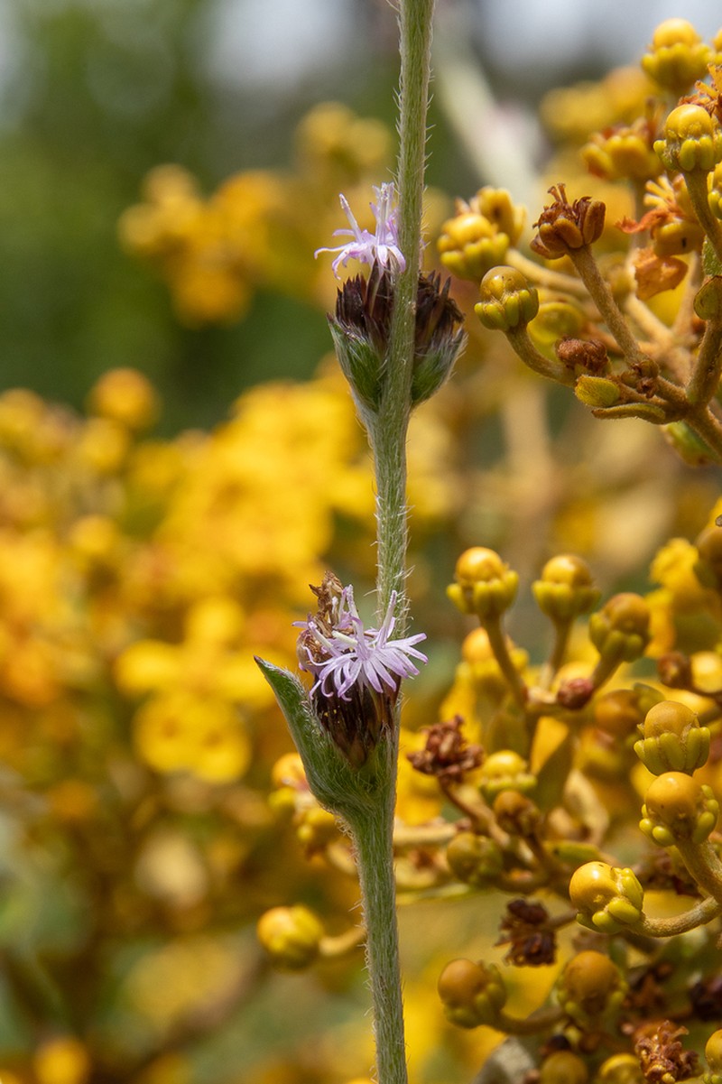Elephantopus micropappus photo 3