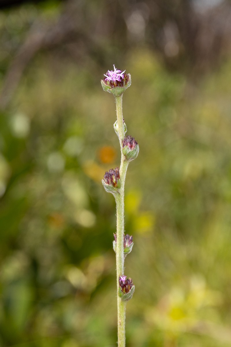 Elephantopus micropappus photo 4
