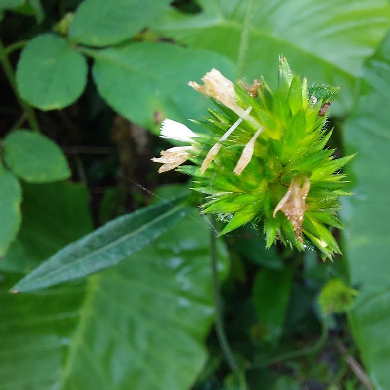 Soft Elephantsfoot photo 5