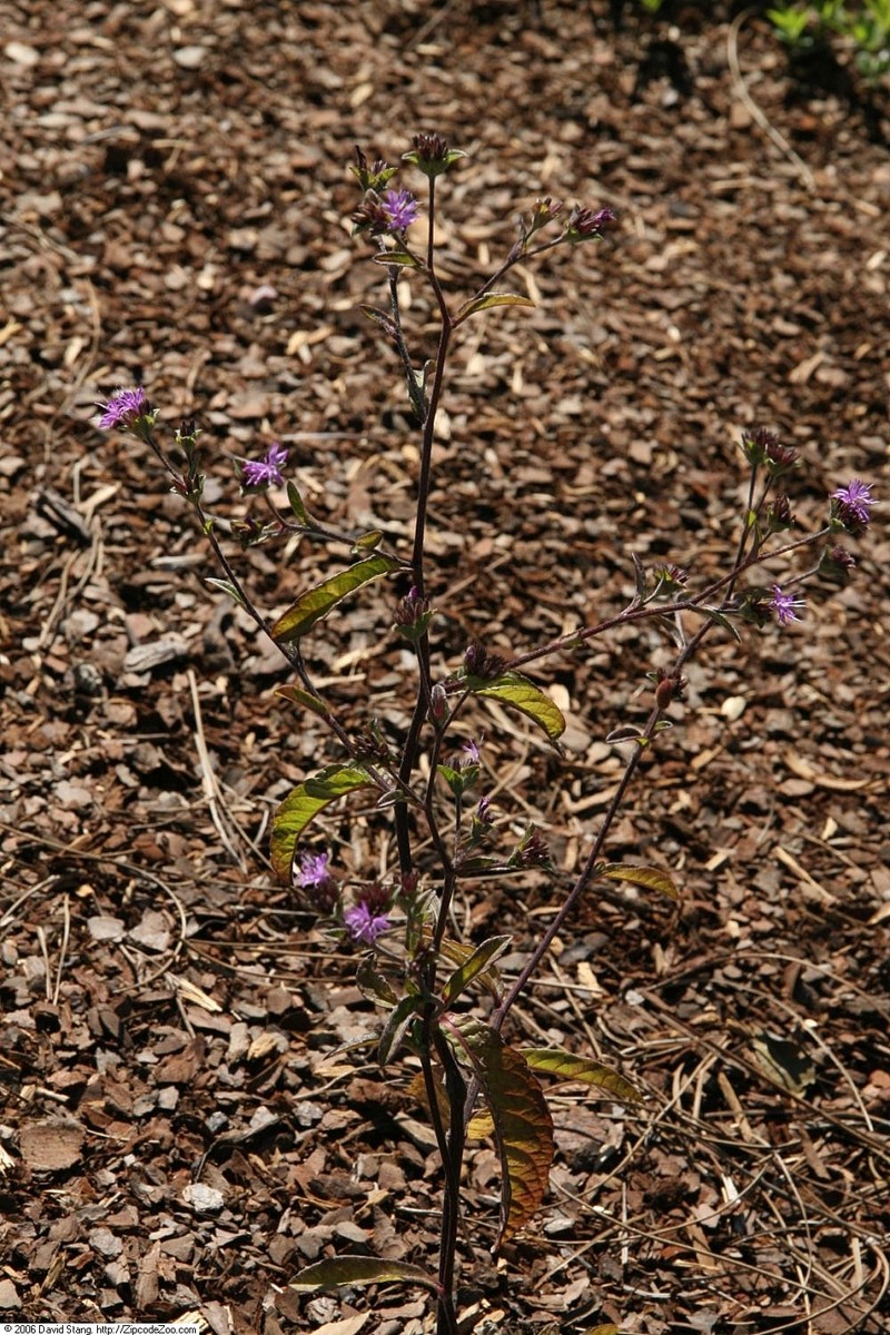 Smooth Elephantsfoot