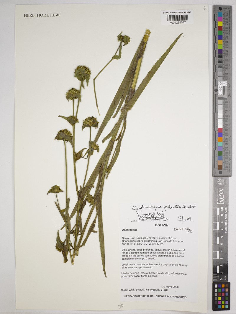Elephantopus palustris