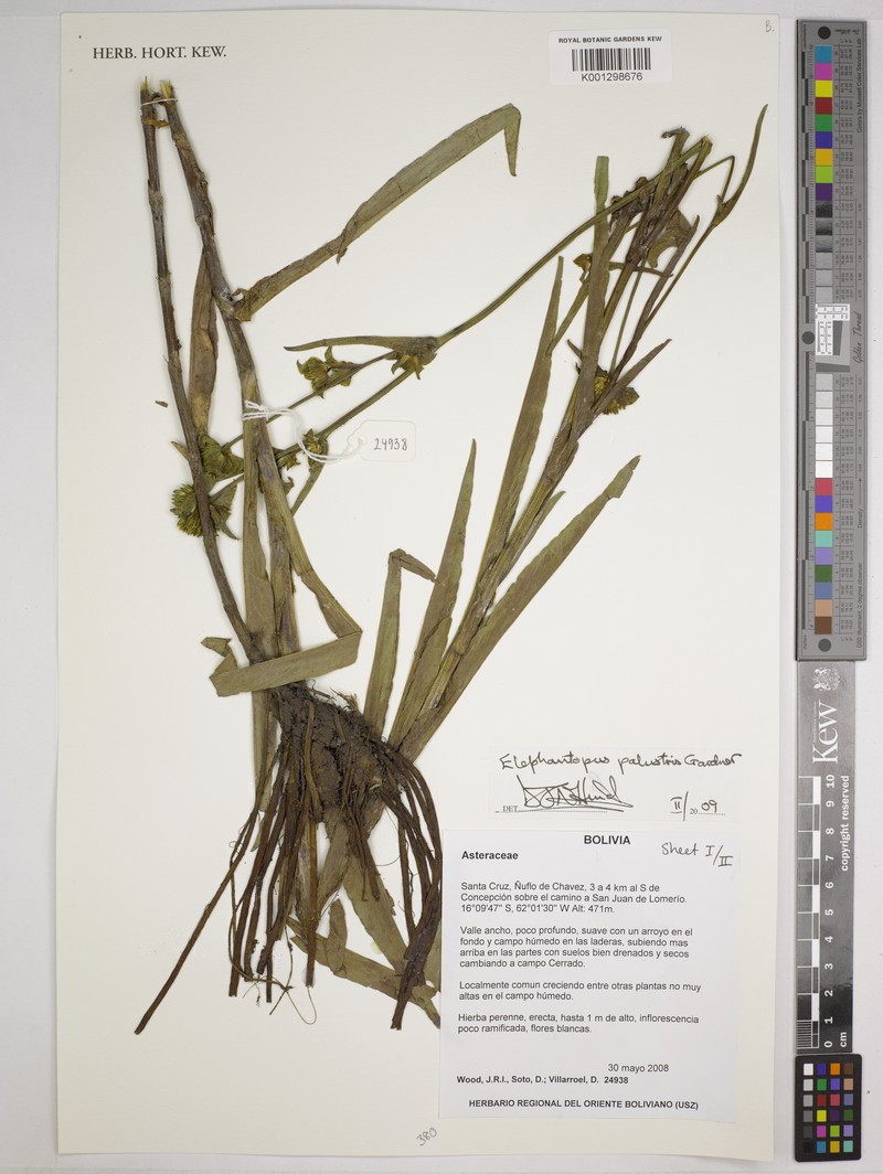 Elephantopus palustris photo 2