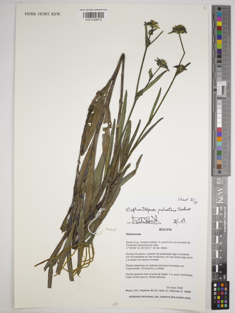 Elephantopus palustris photo 3