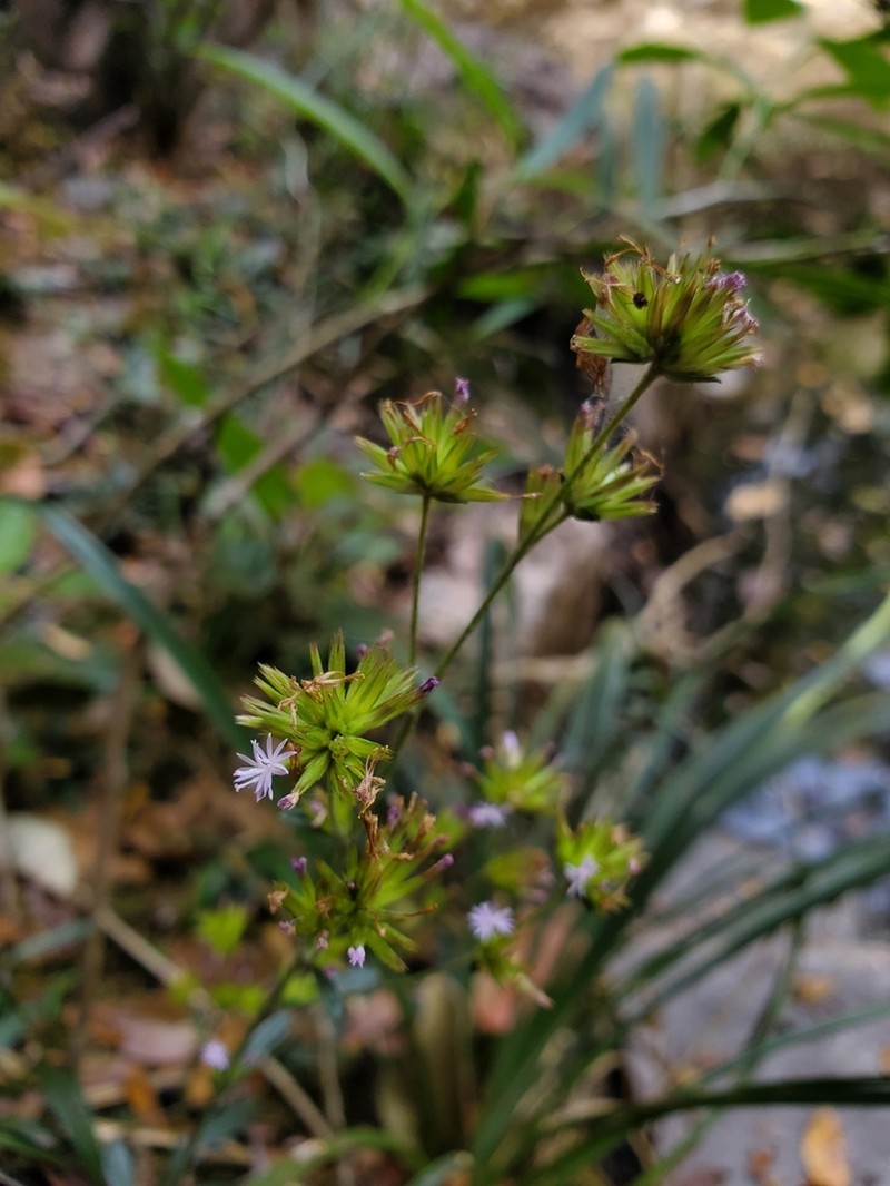 Elephantopus riparius