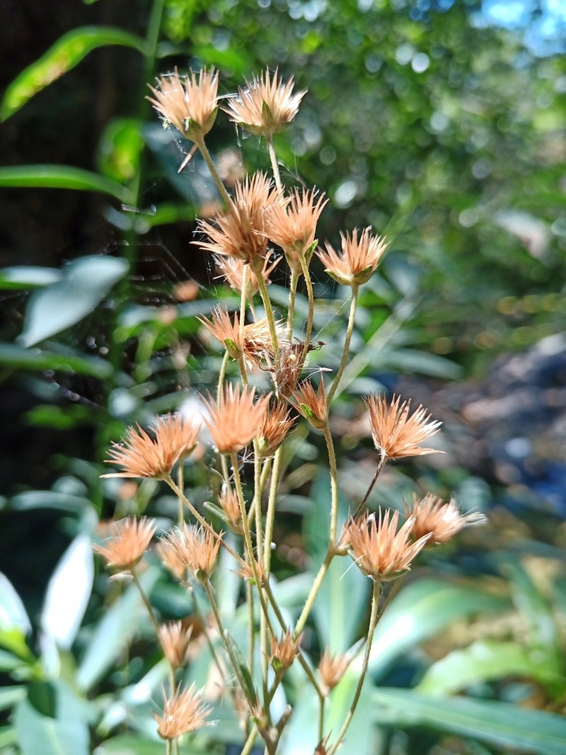 Elephantopus riparius photo 3
