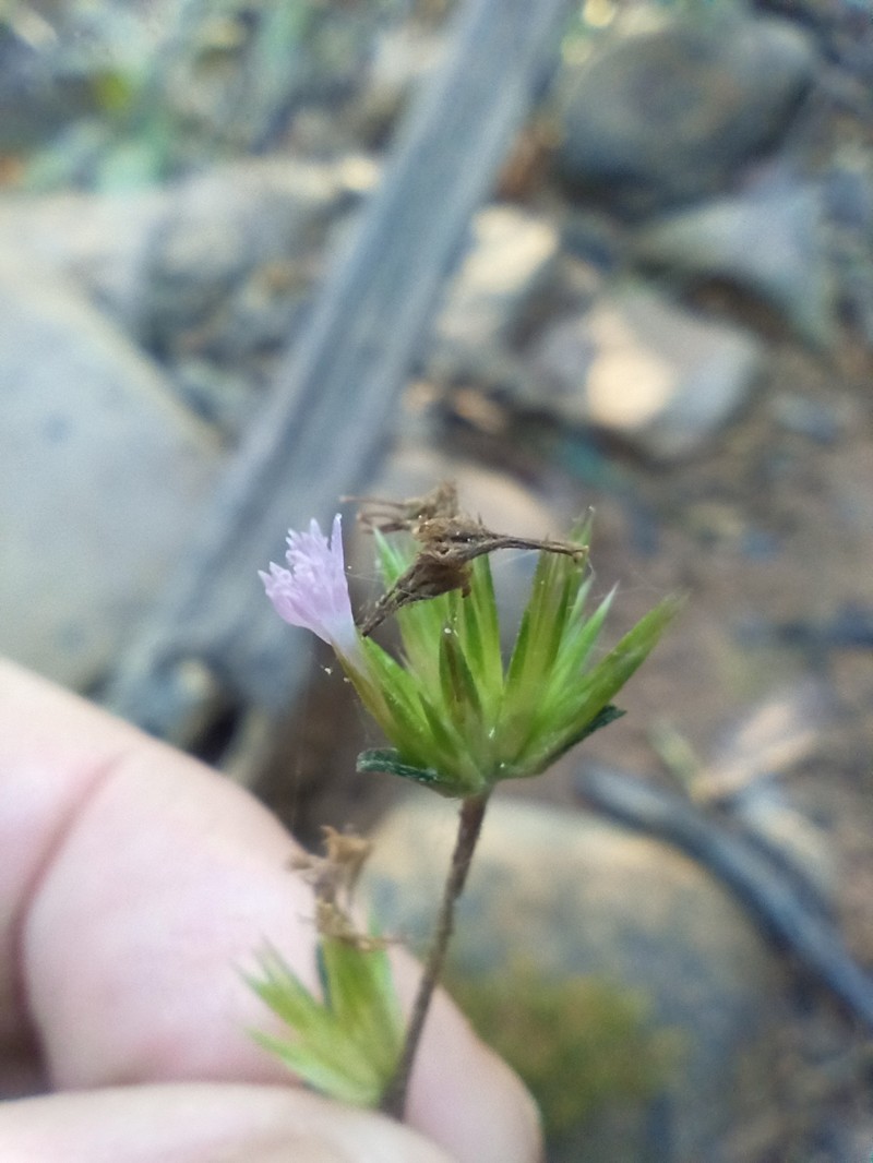 Elephantopus riparius photo 5