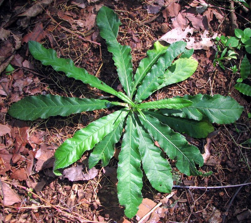Elephantopus scaber