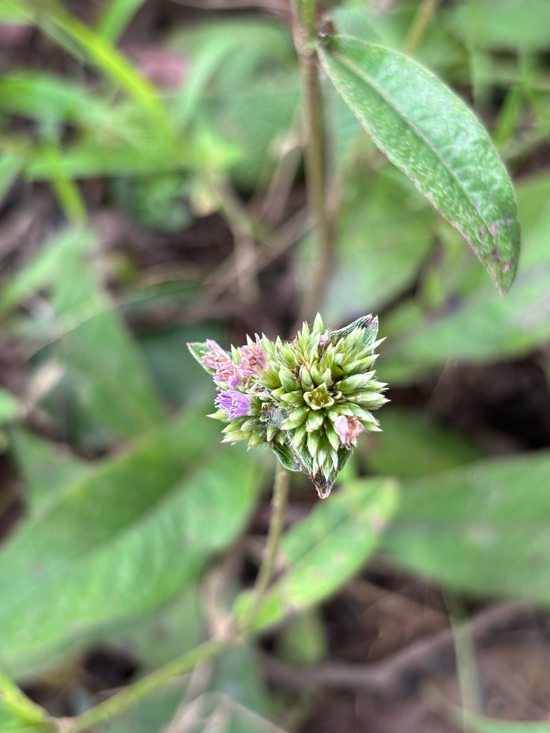 Elephantopus scaber var. plurisetus