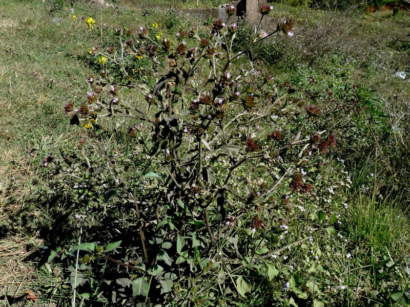 Elephantopus scaber var. plurisetus photo 2