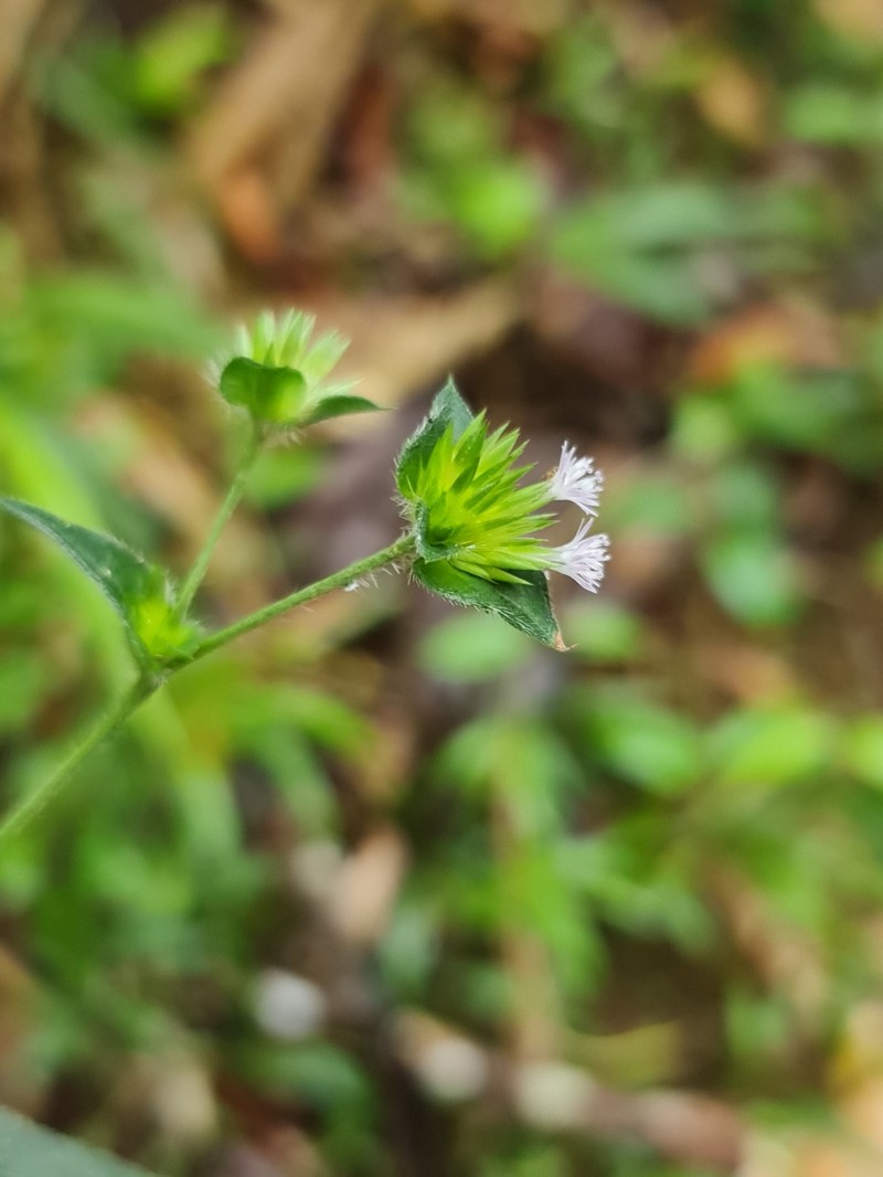 Elephantopus scaber var. plurisetus photo 3