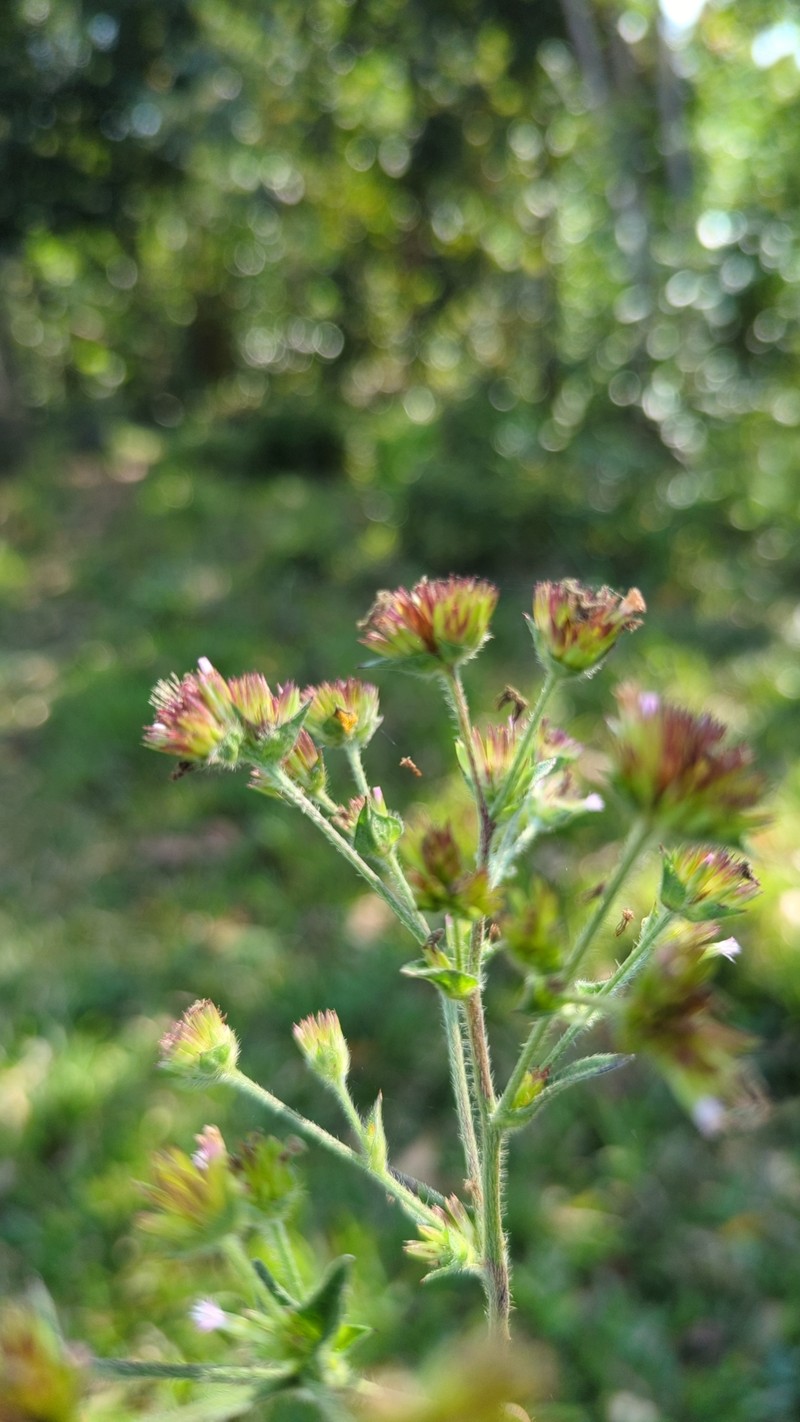 Elephantopus scaber var. plurisetus photo 4