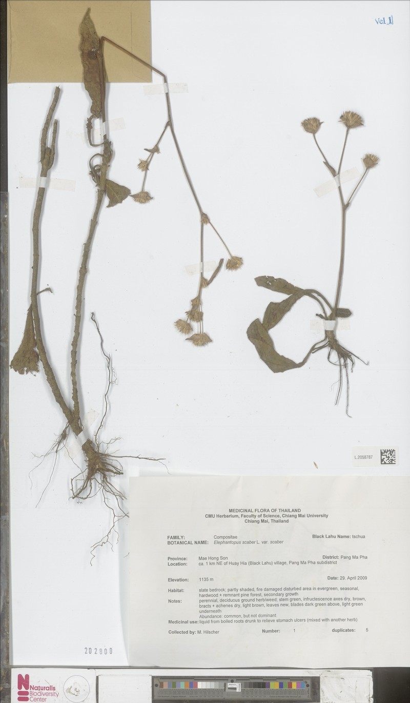 Elephantopus scaber var. scaber