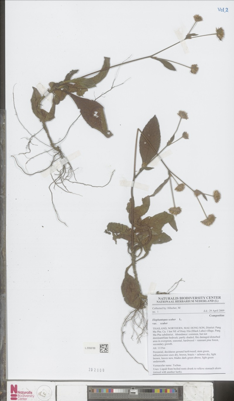 Elephantopus scaber var. scaber photo 2