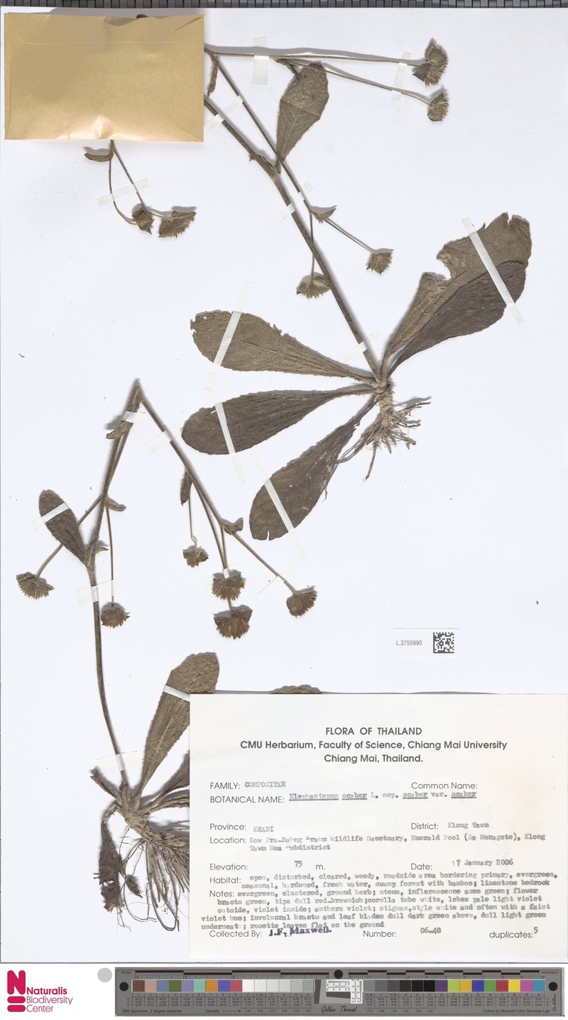 Elephantopus scaber var. scaber photo 3