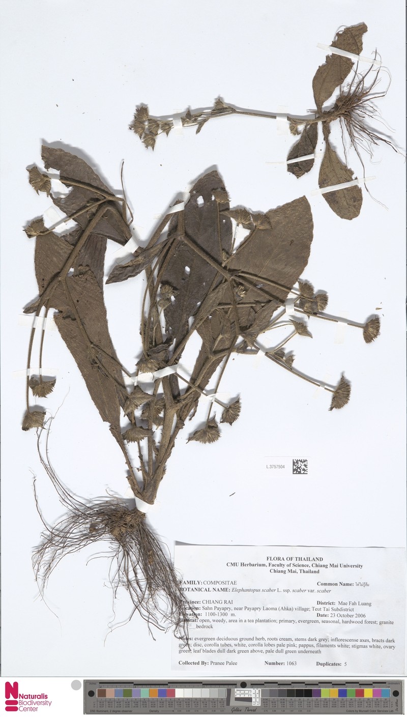 Elephantopus scaber var. scaber photo 4