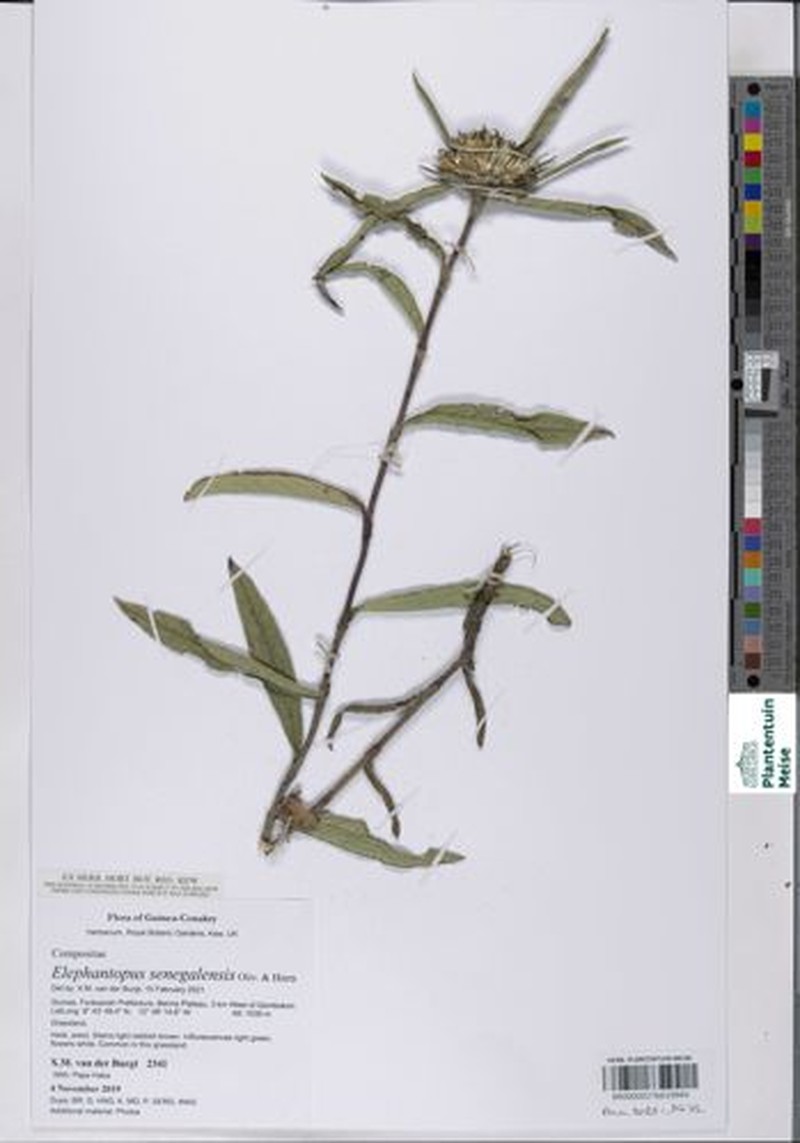 Elephantopus senegalensis