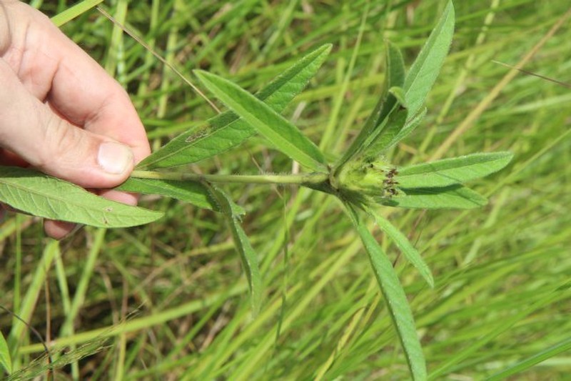 Elephantopus senegalensis photo 2