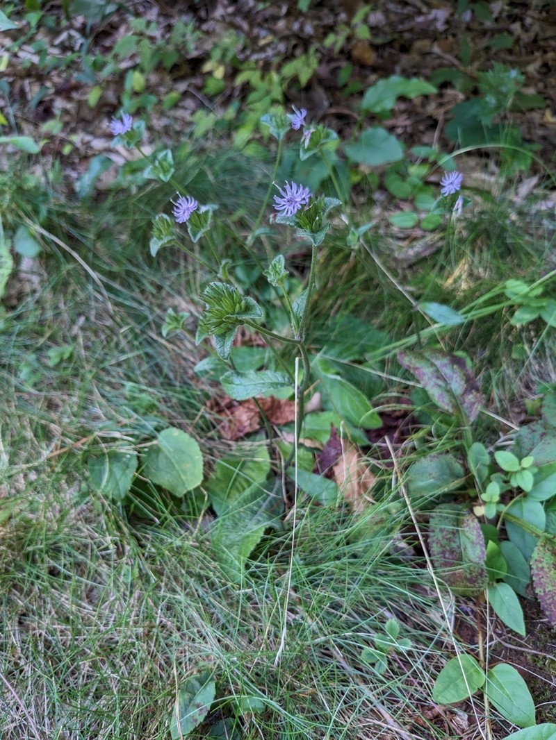 Devil's Grandmother