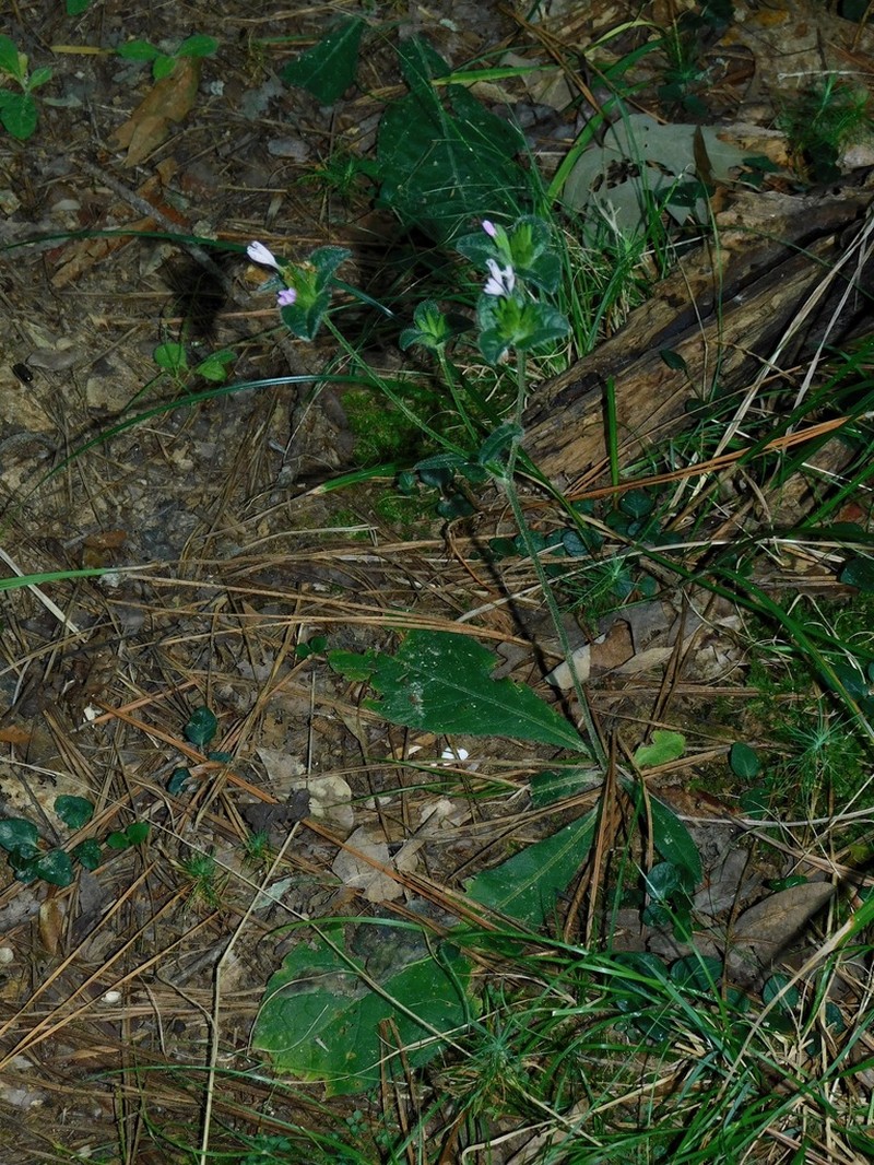 Devil's Grandmother photo 2