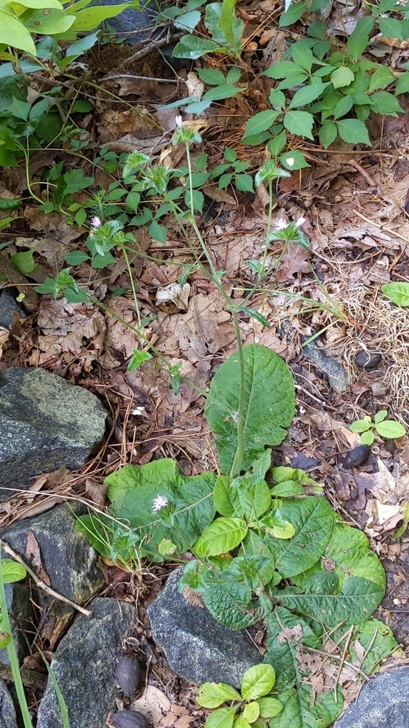 Devil's Grandmother photo 3