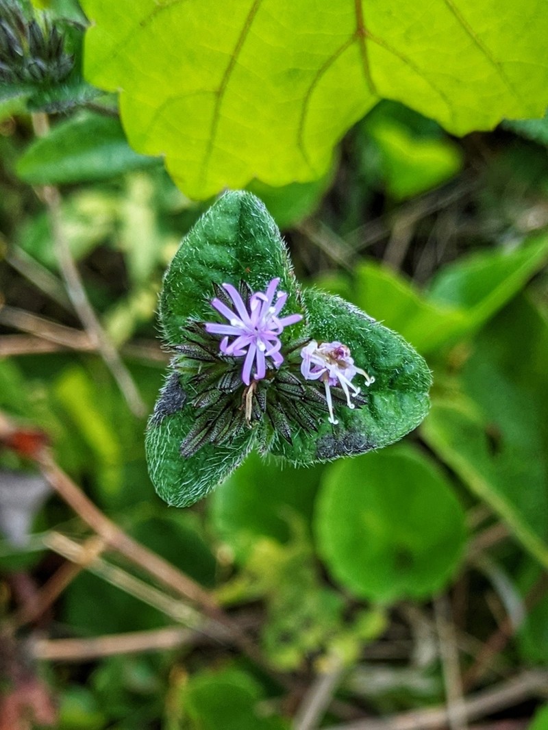 Devil's Grandmother photo 6