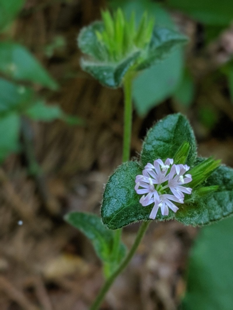 Devil's Grandmother photo 8