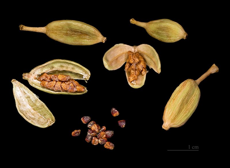 Cardamom