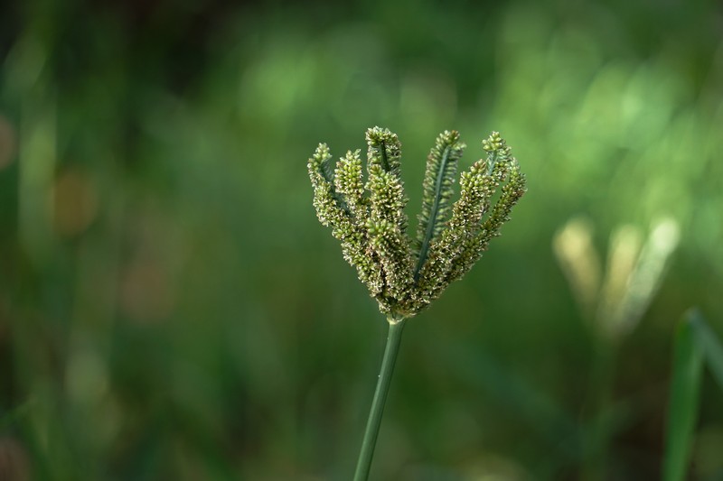 Finger Millet photo 3