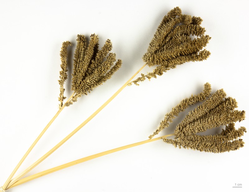 Finger Millet photo 2