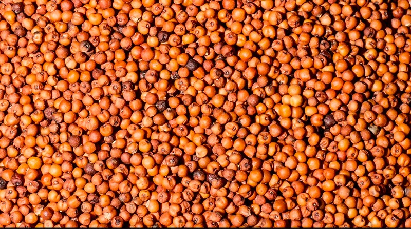 Finger Millet photo 5