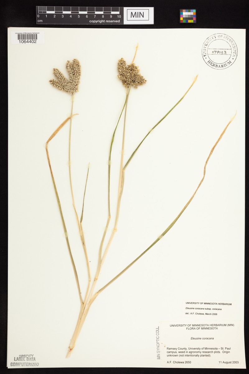Eleusine coracana subsp. coracana