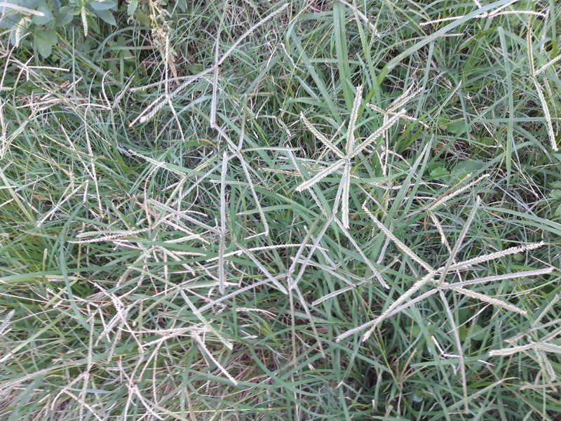 Indian Goosegrass photo 2