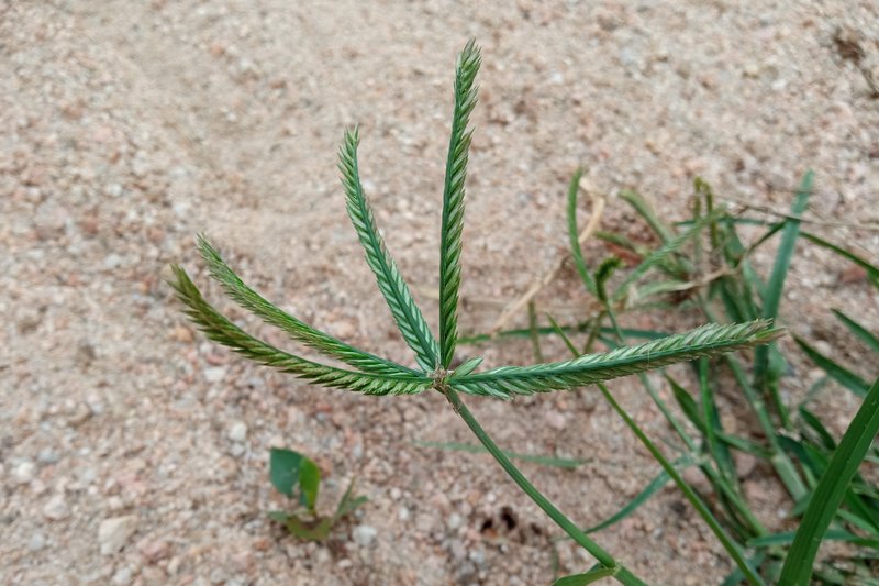 Indian Goosegrass photo 3