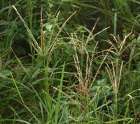 Indian Goosegrass